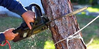 Professional Tree Removal Services in Eustace, TX