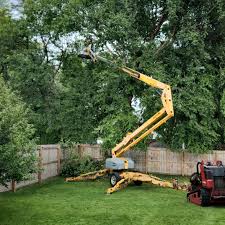 How Our Tree Care Process Works  in  Eustace, TX