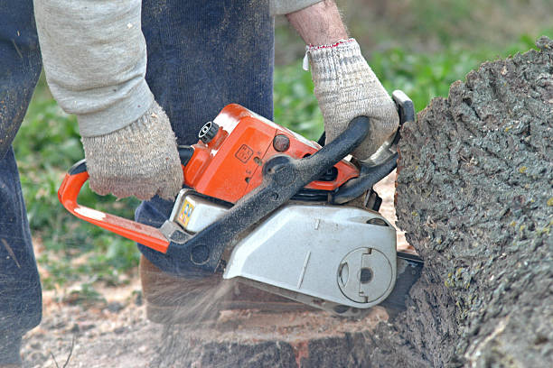 Best Storm Damage Tree Cleanup  in Eustace, TX